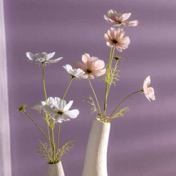 Cosmea LUMINOSA 67 cm apricot*LEONARDO New