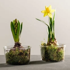 Schale VETRO 9 cm 2er-Set*LEONARDO Sale