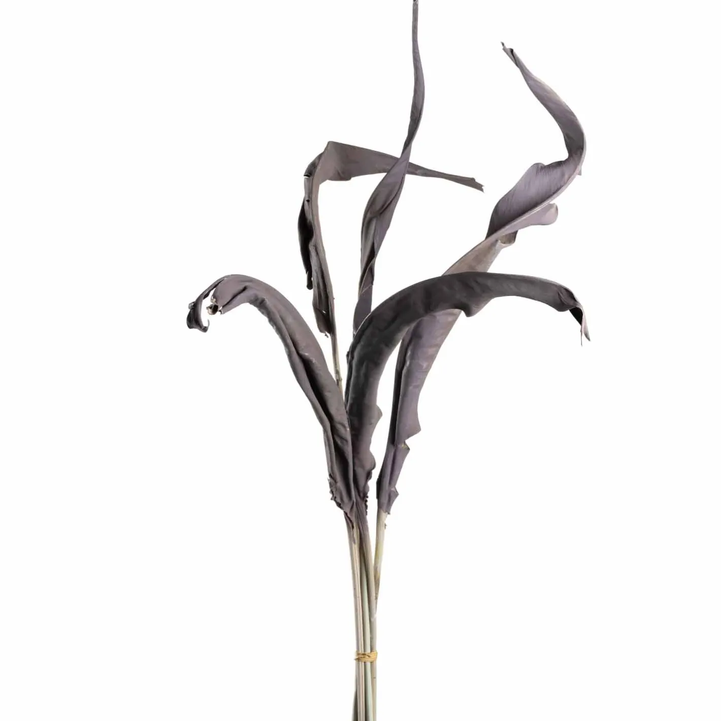 Strelizienblätter FIORE 80 cm taupe 5er-Set*LEONARDO Discount