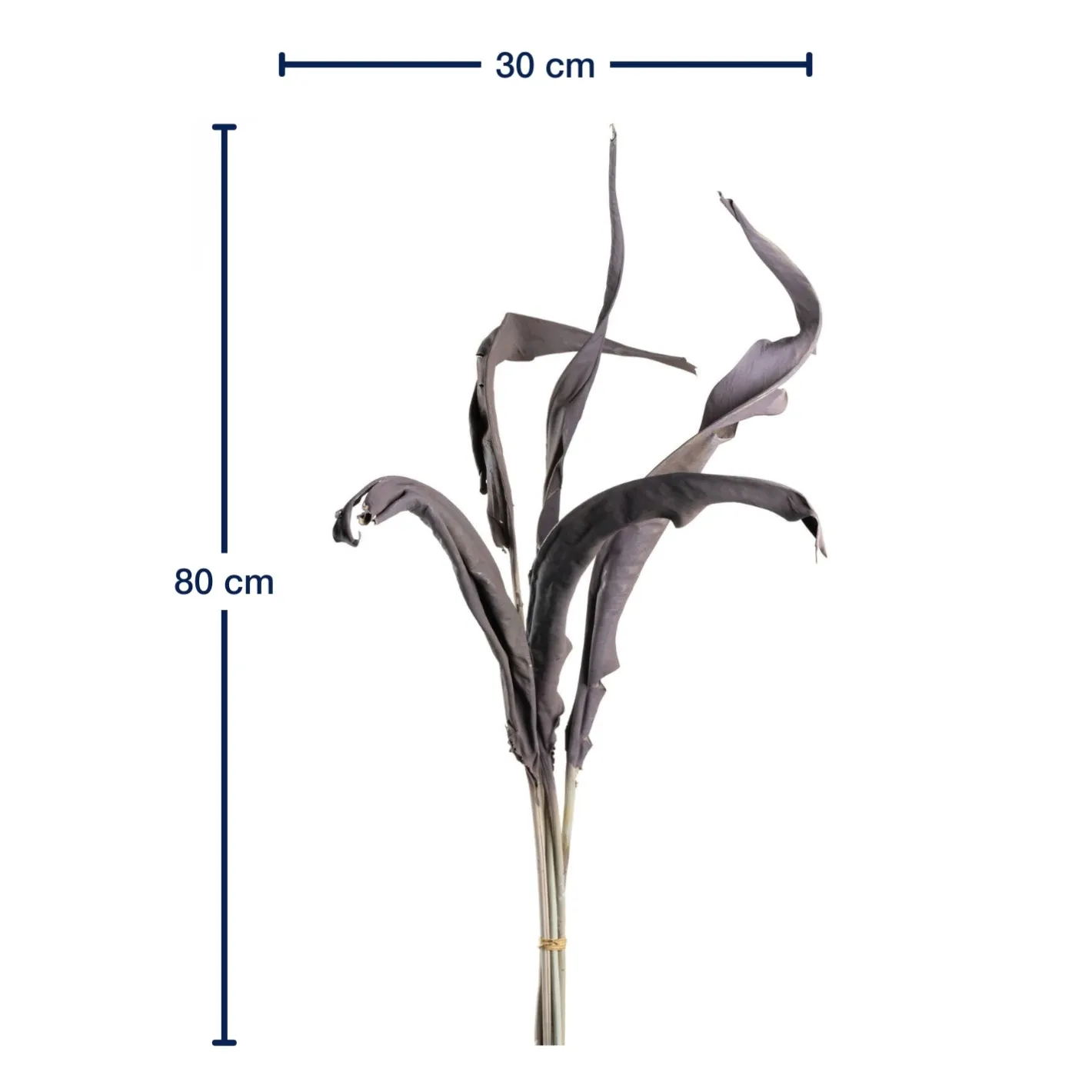 Strelizienblätter FIORE 80 cm taupe 5er-Set*LEONARDO Discount